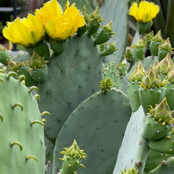 Meet your Posher, Maggie - Picture 1 of 3